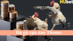 Đá gà cựa dao Thomo tại Hubet 3 phút thắng thua kịch tính 2 Đá gà cựa dao Thomo